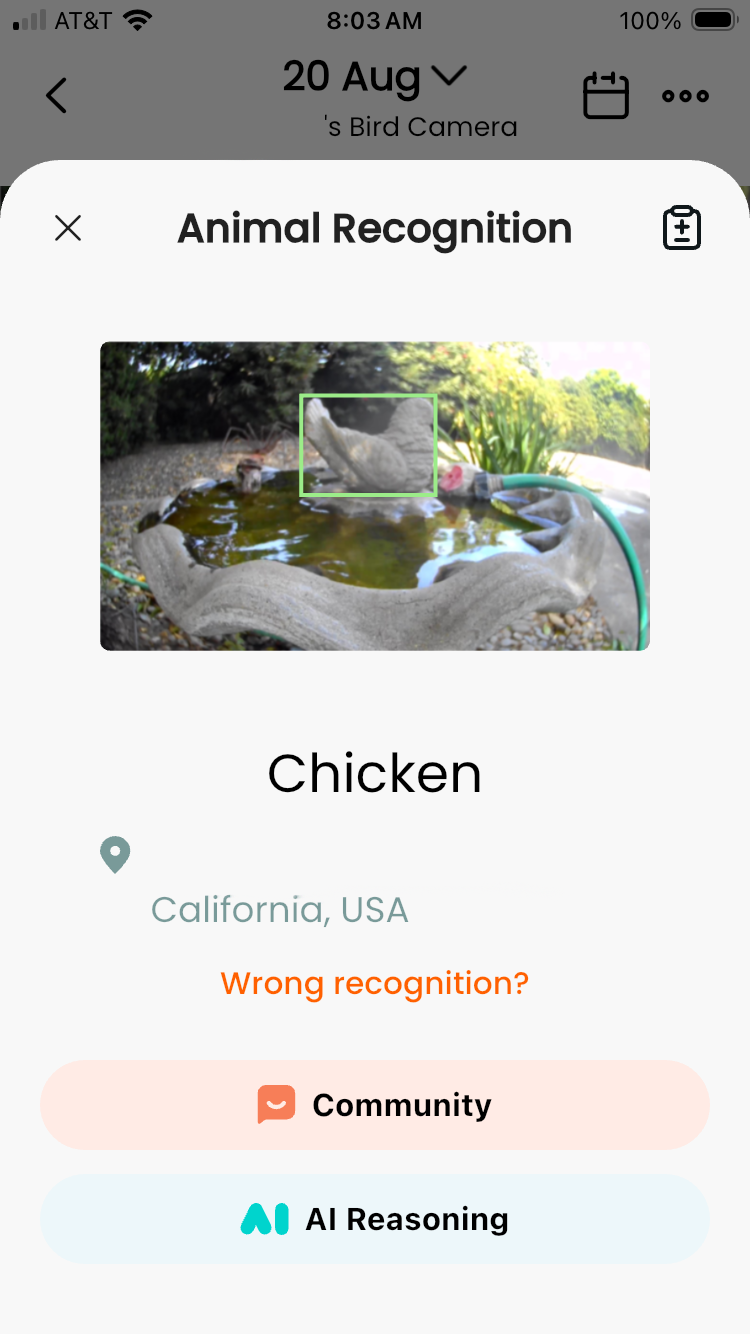 Screenshot from mobile device showing interface of bird camera video streaming app that has identified a concrete chicken in the middle of a birdbath as a chicken.